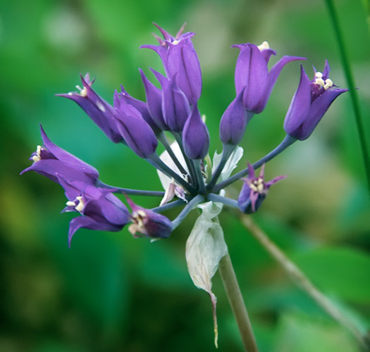 wild onion